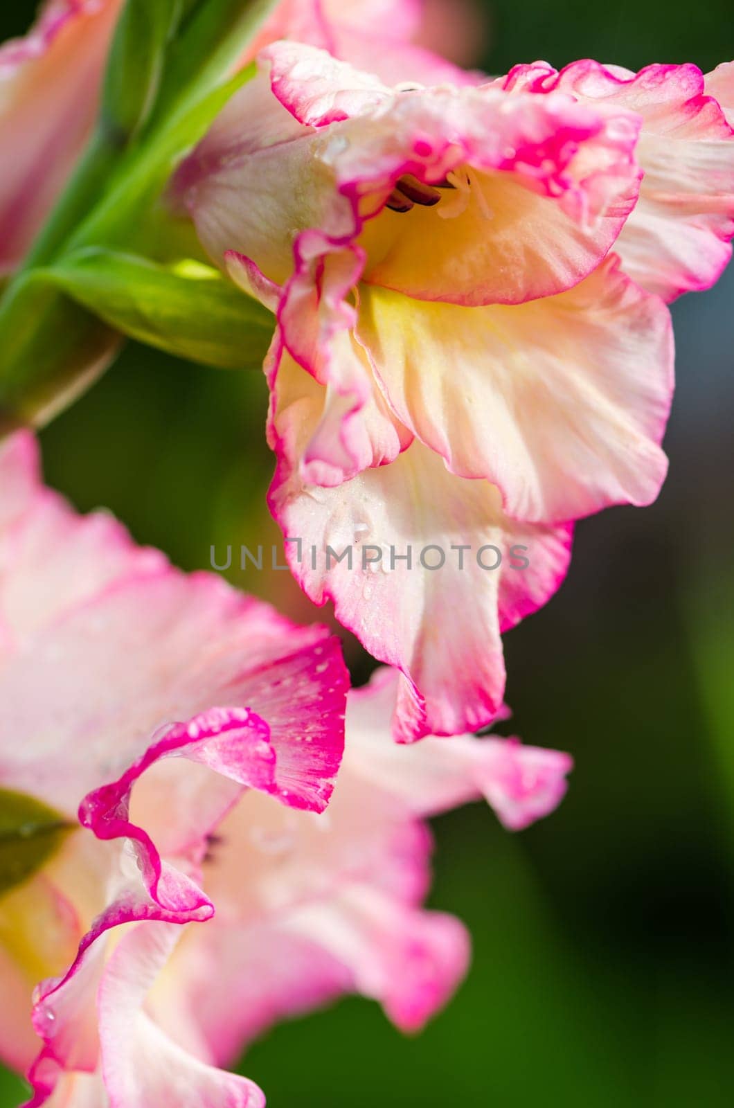 Light pink gladiolus flower, close-up . Note: Shallow depth of field