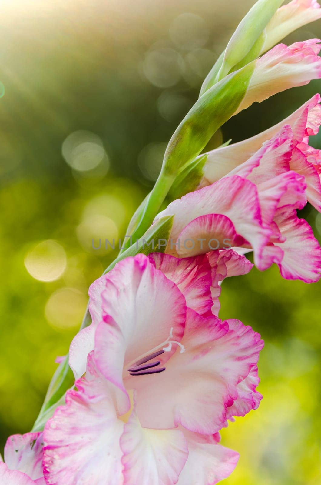 Light pink gladiolus flower in the sunshine, close-up. Note: Shallow depth of field