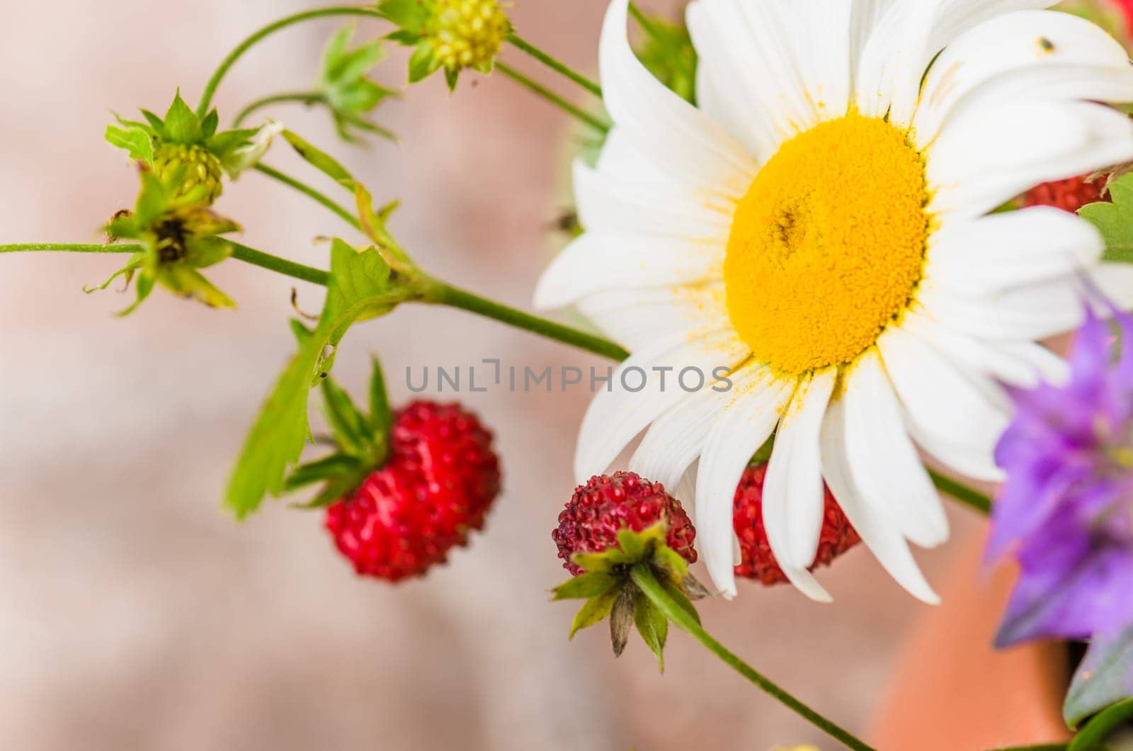 Summer bouquet of forest flowers and strawberries