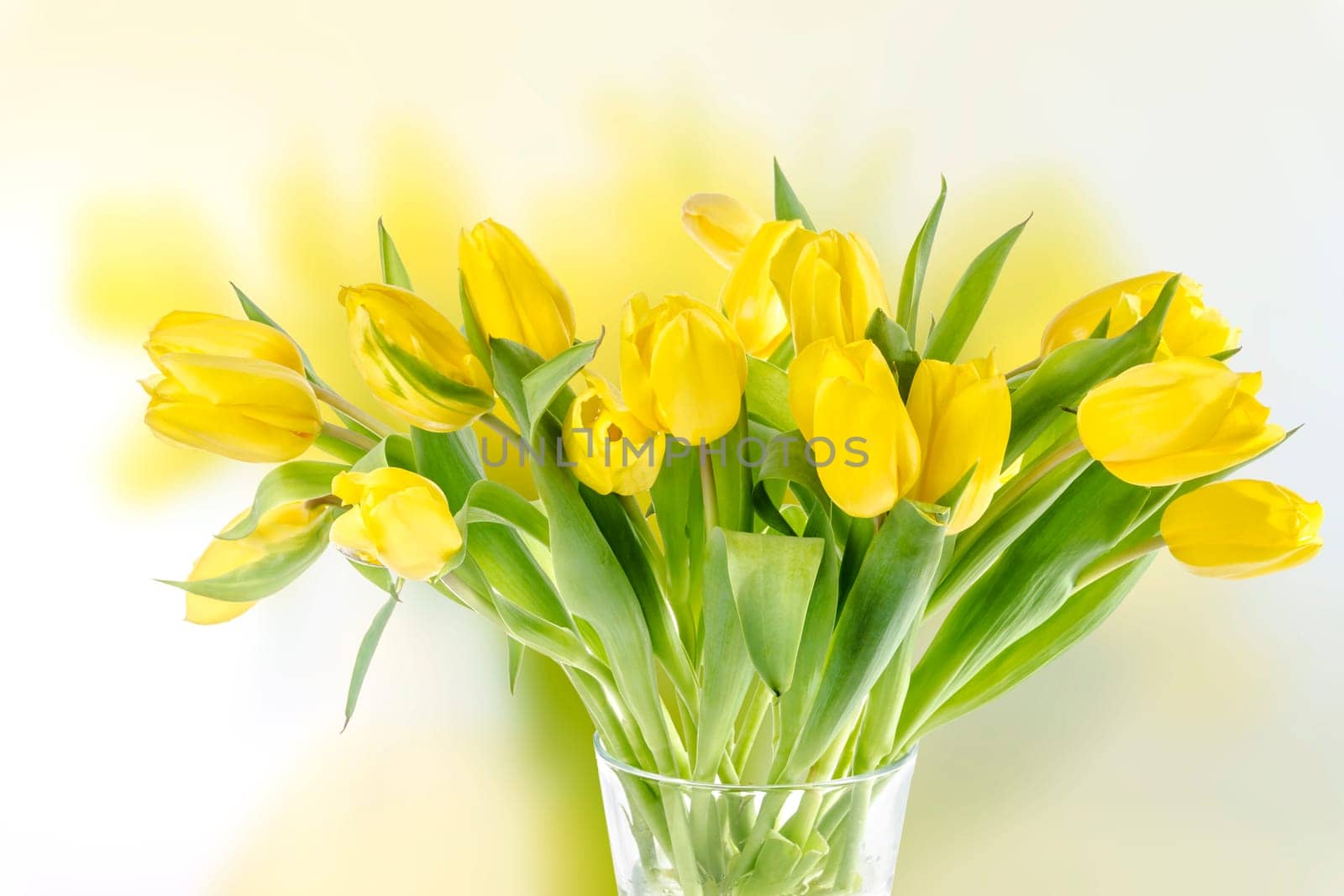 Beautiful yellow tulip bouquet on a white background