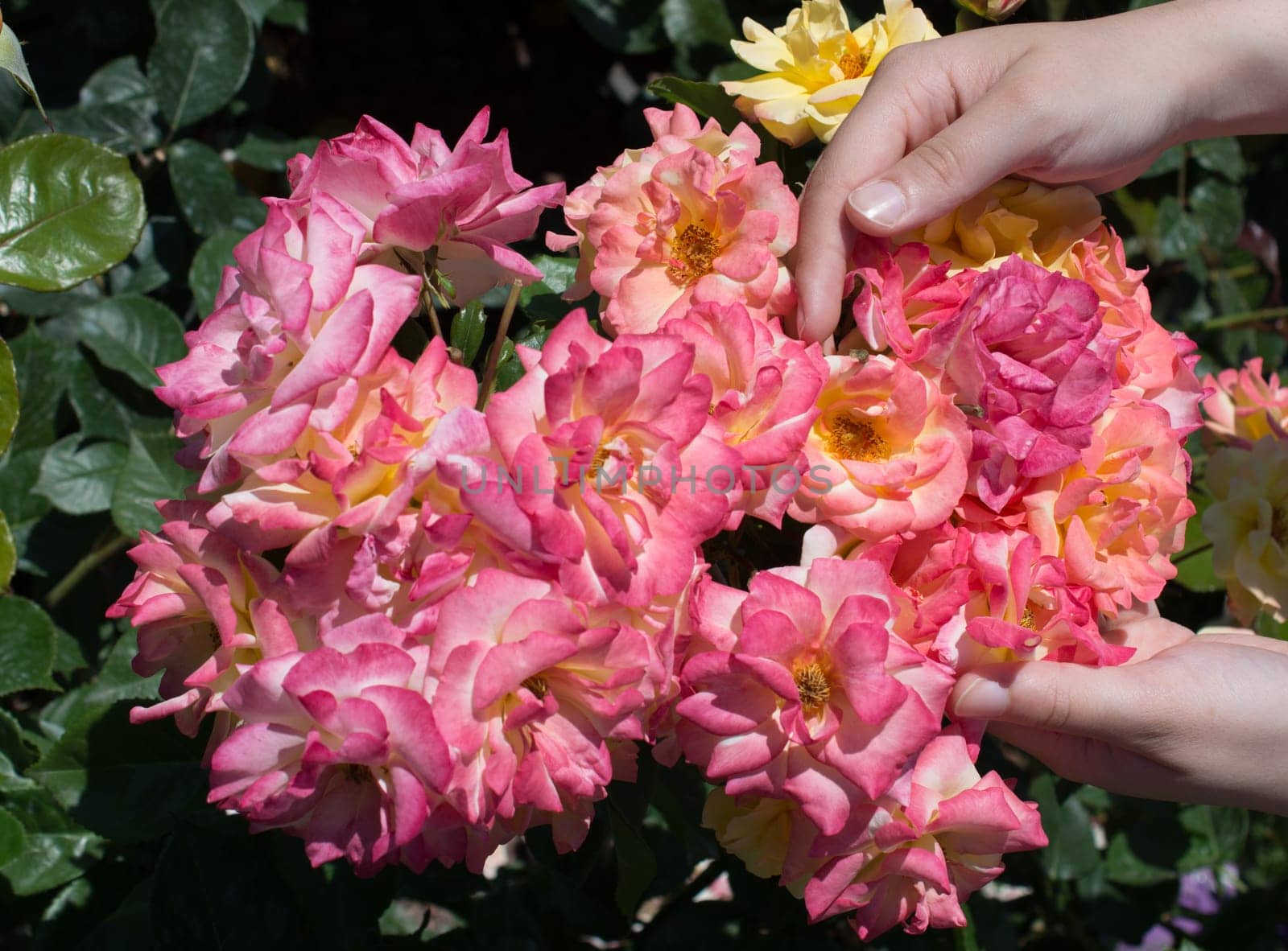 Beautiful fresh roses in hand