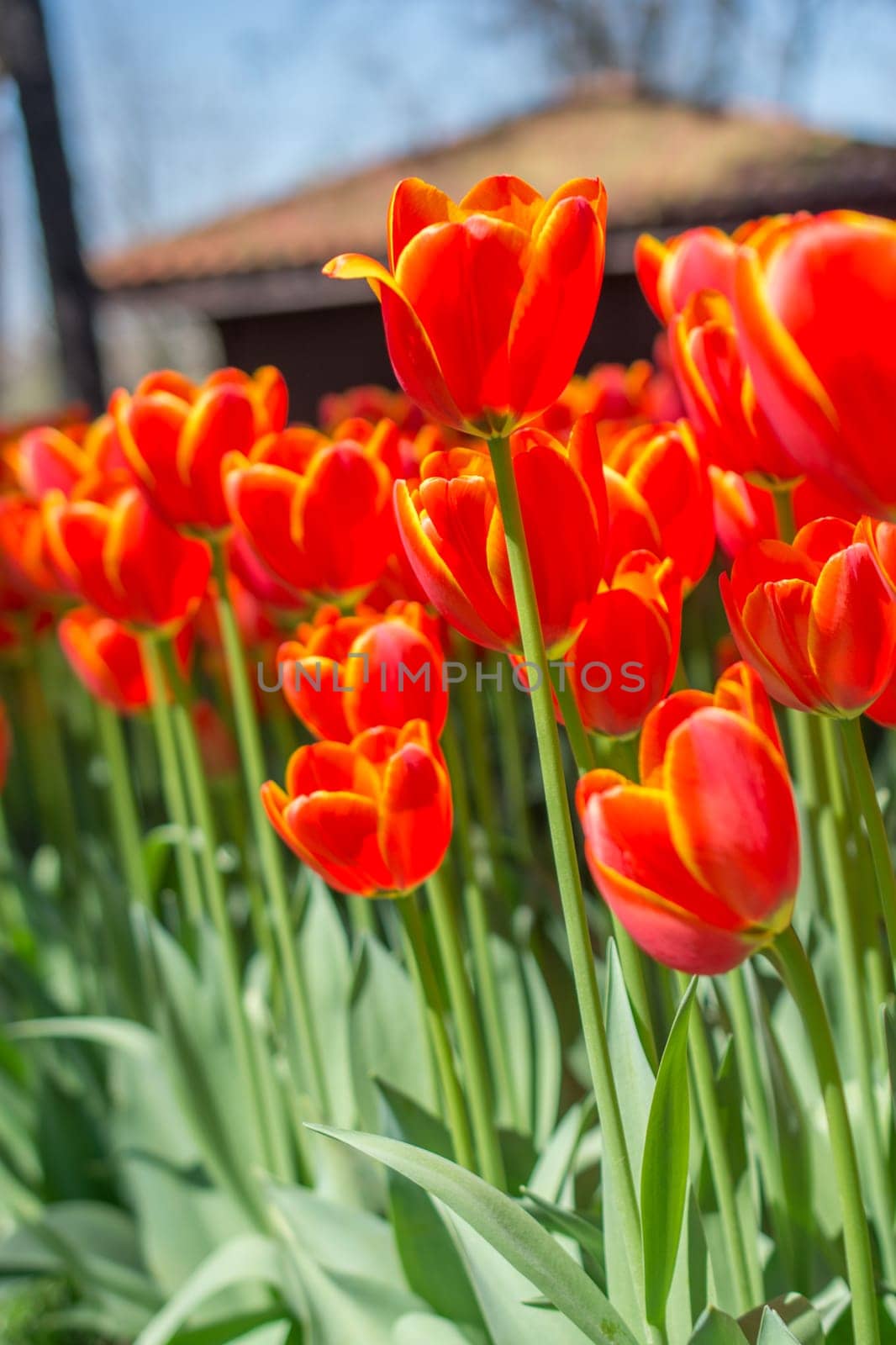 Orange color tulip flowers bloom in the garden