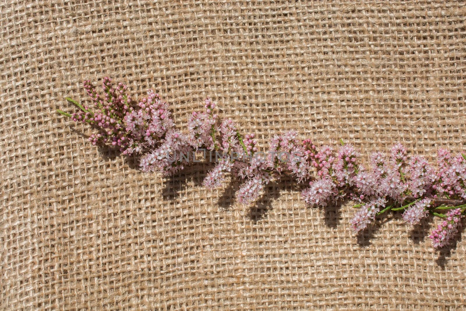 Colorful wild spring flowers in on a canvas