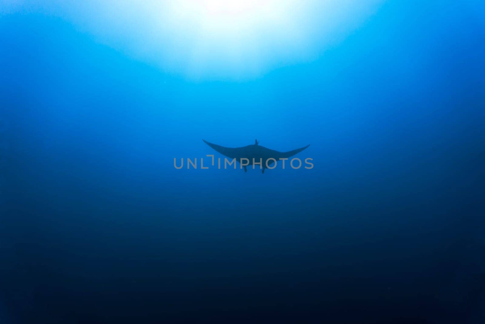 A manta ray gliding through the waters of Komodo National Park