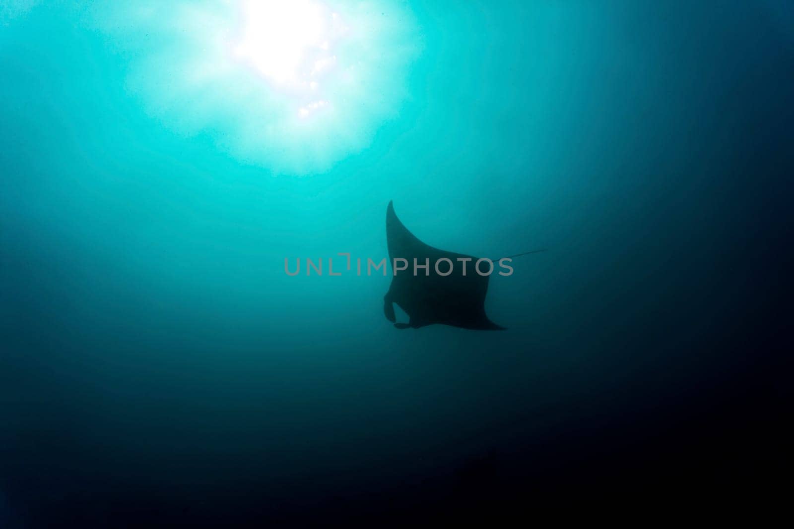 A manta ray gliding through the waters of Komodo National Park