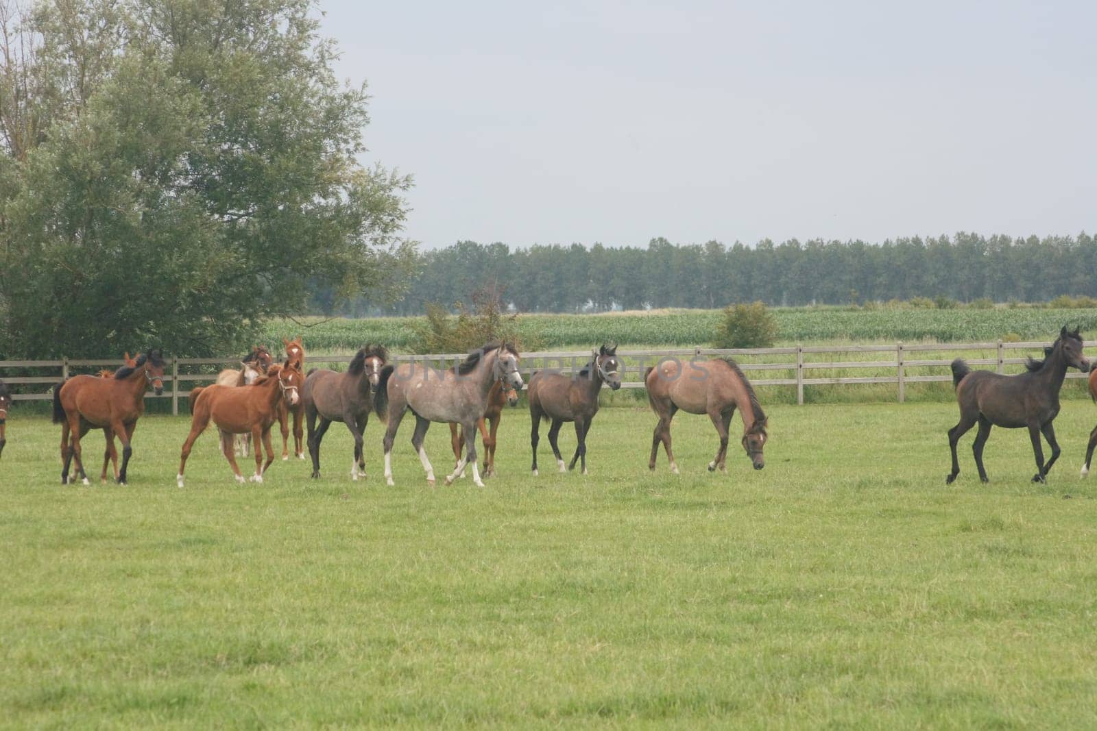 Several thoroughbred horses in a paddock