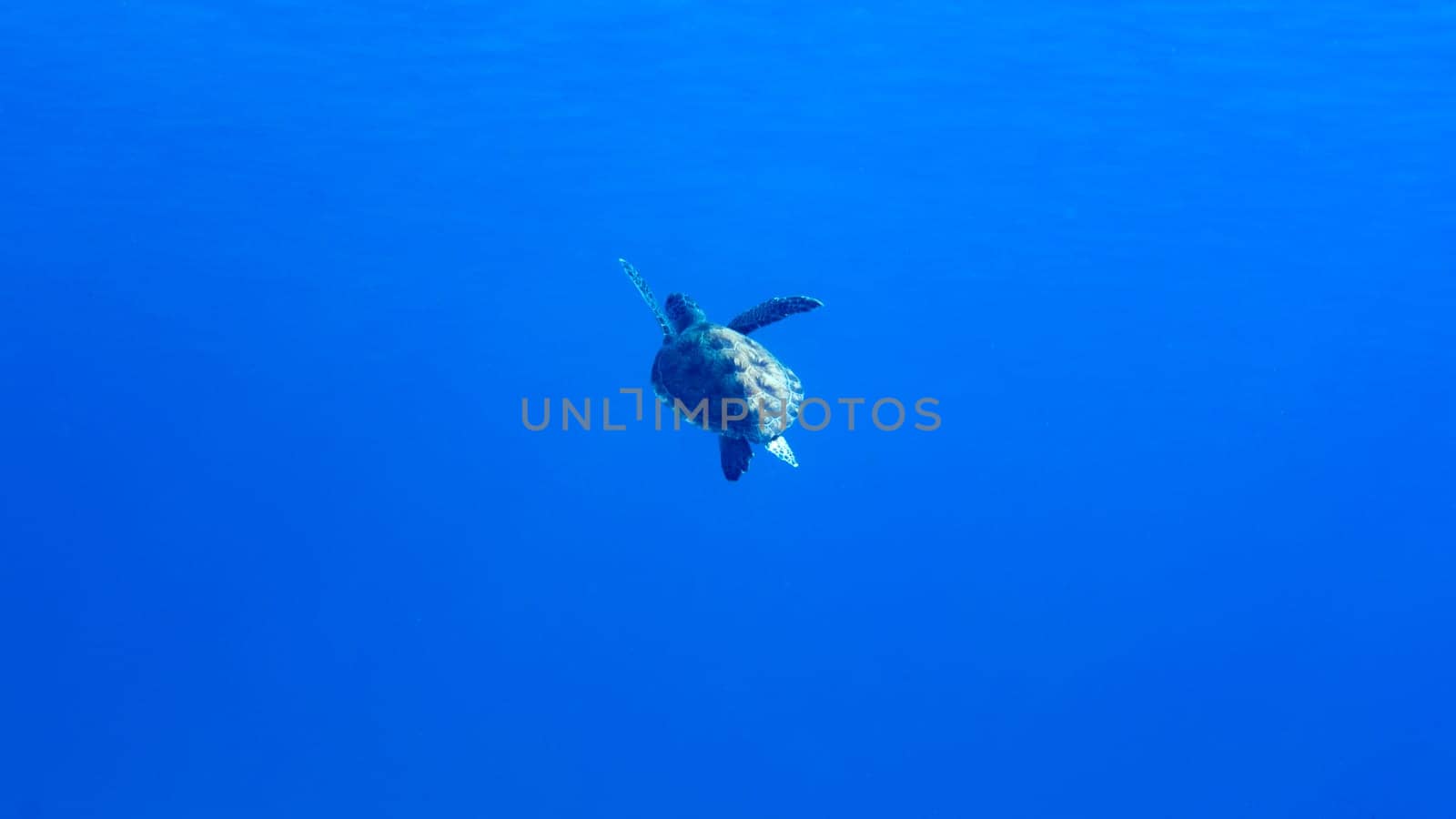 A green sea turtle swimming in blue water