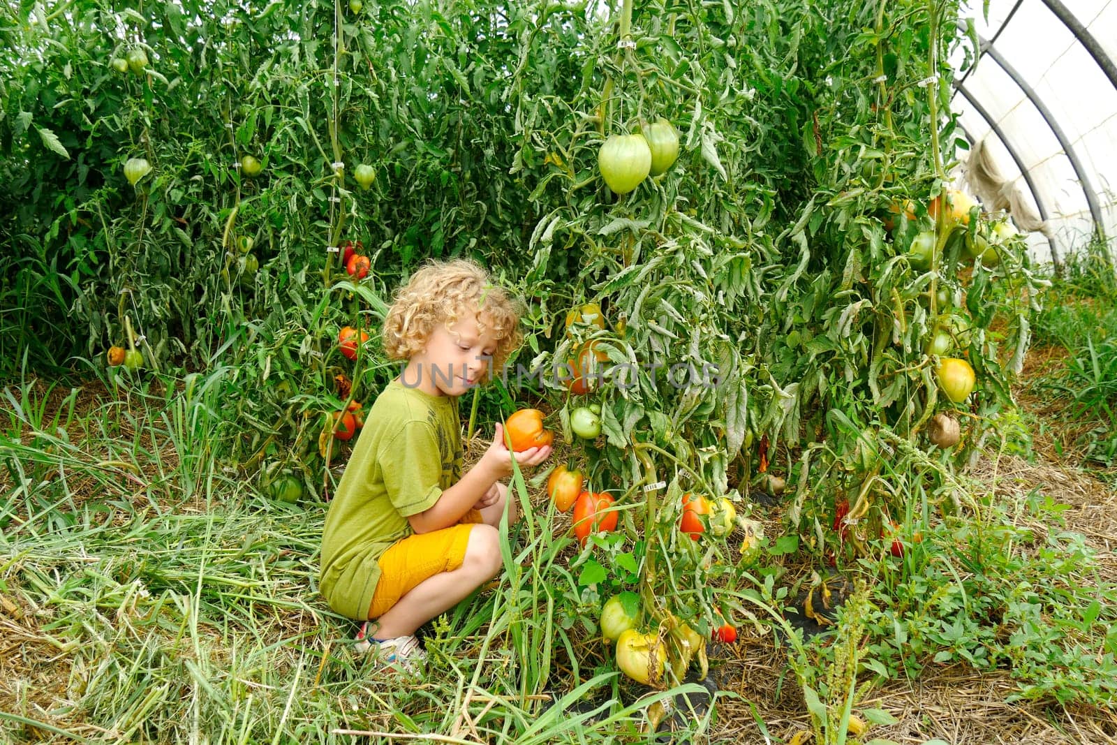 a little blond boy picking tomatoes in the garden