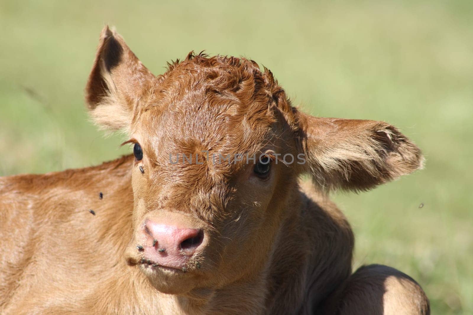 Detail view of a brown calf