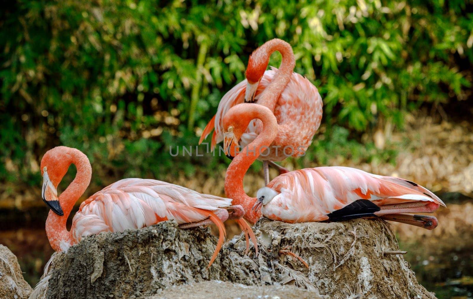 Group of flamingos with newborns under the wing