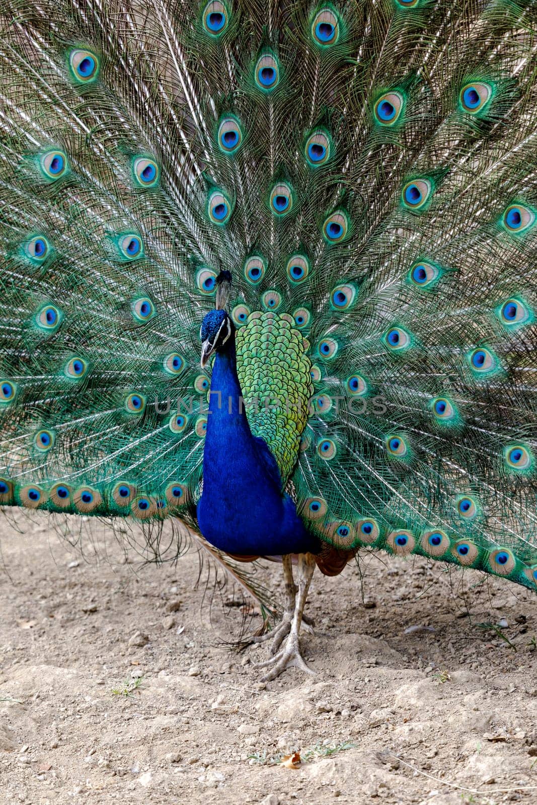 Peacock Male at the time of opening the feathers.