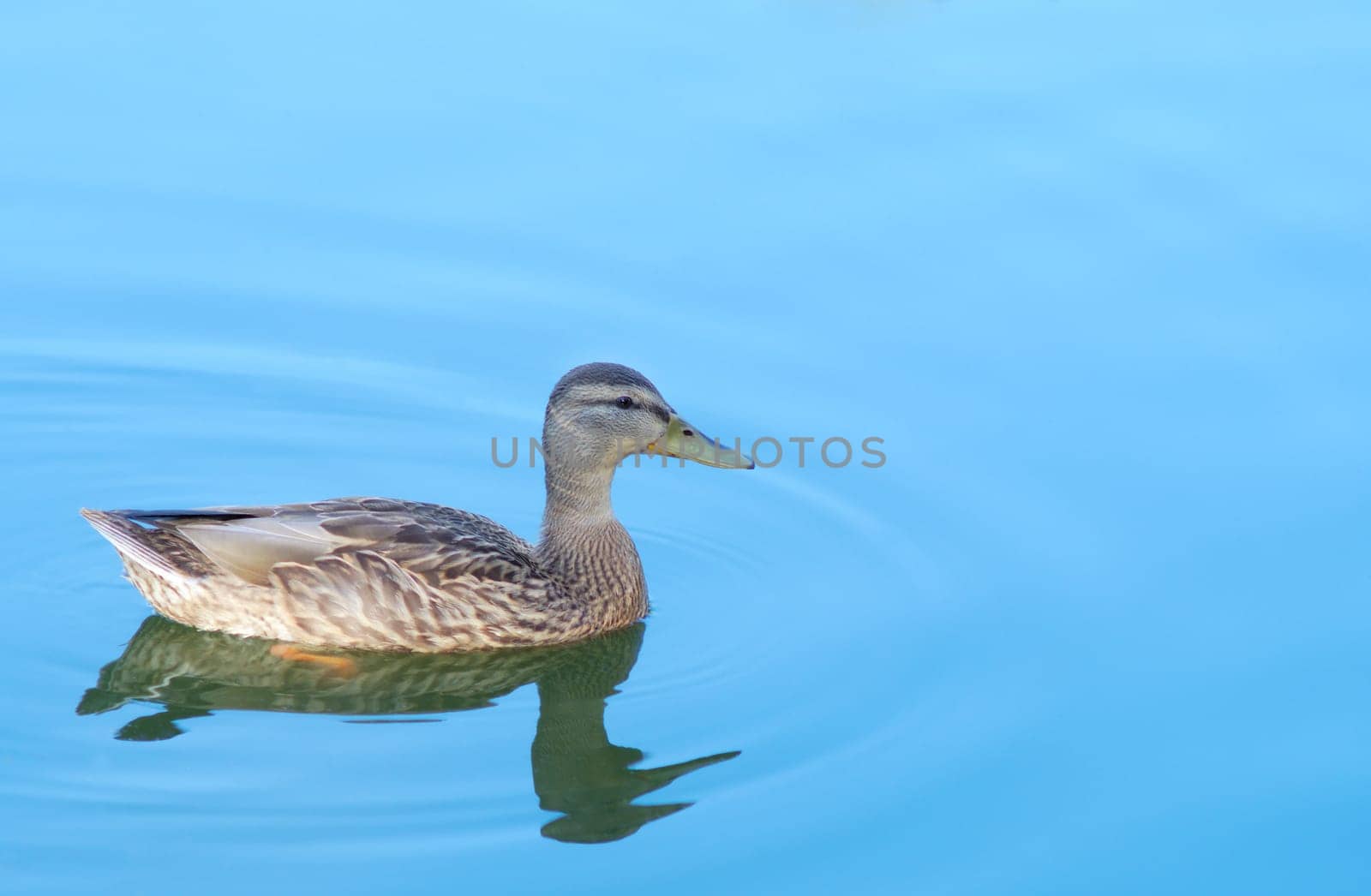 duck swimming on blue lake aqua blue mallard nature wildlife