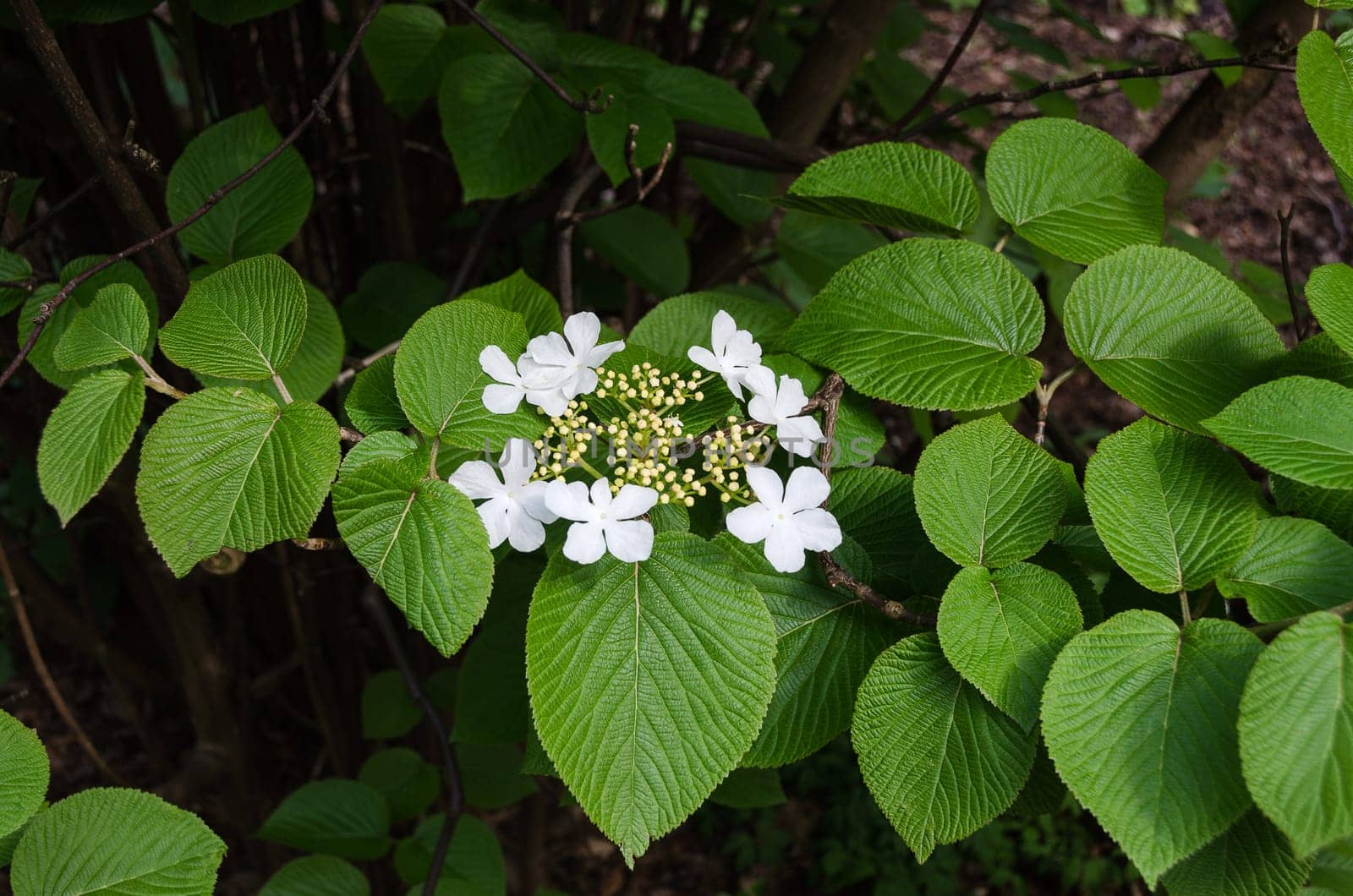 a very beutiful white flower from Japan the name is olvon