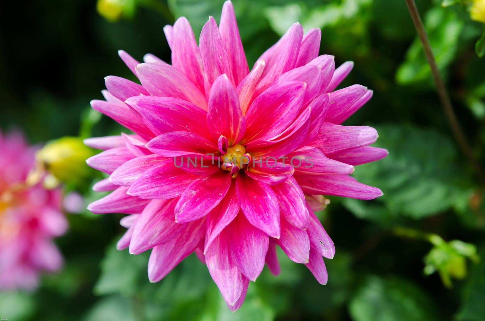 A great Dahlia in botaniska garden Gotheburg