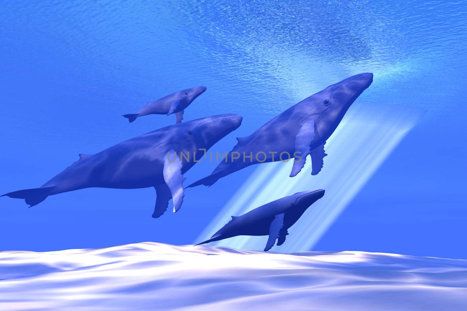 A family of Humpback whales traveling together make their way to the surface for air.