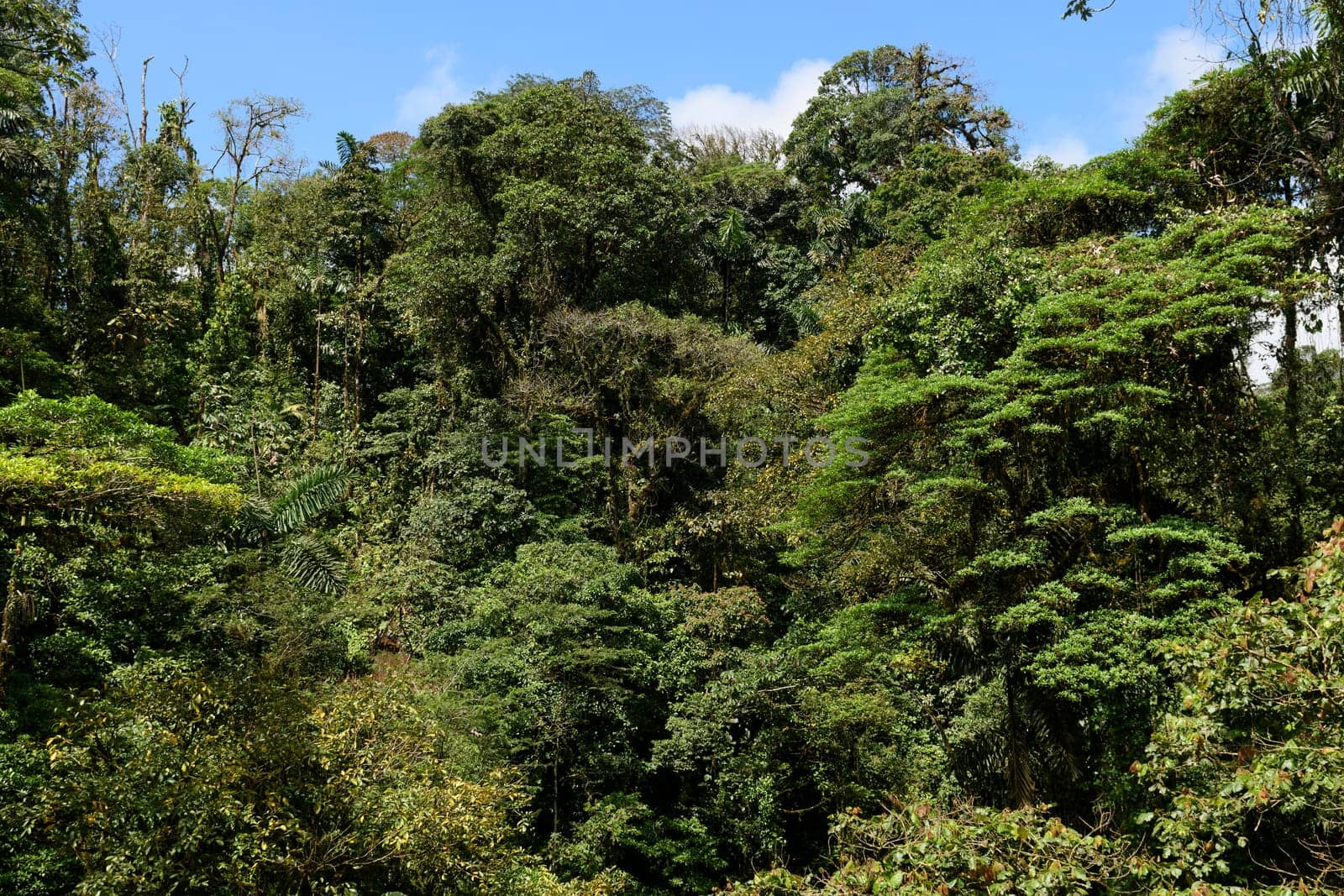 Cloud Forest Canopy Vegetation in the Mistico Arenal Cloud Forest in Costa Rica