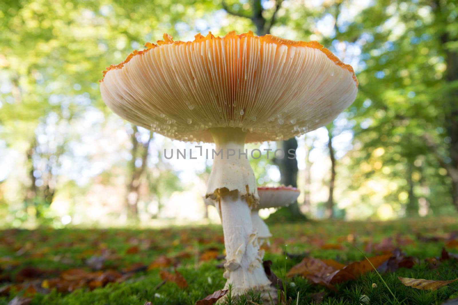 closeup of beautiful Amanita muscaria mushrooms in an autumn forest