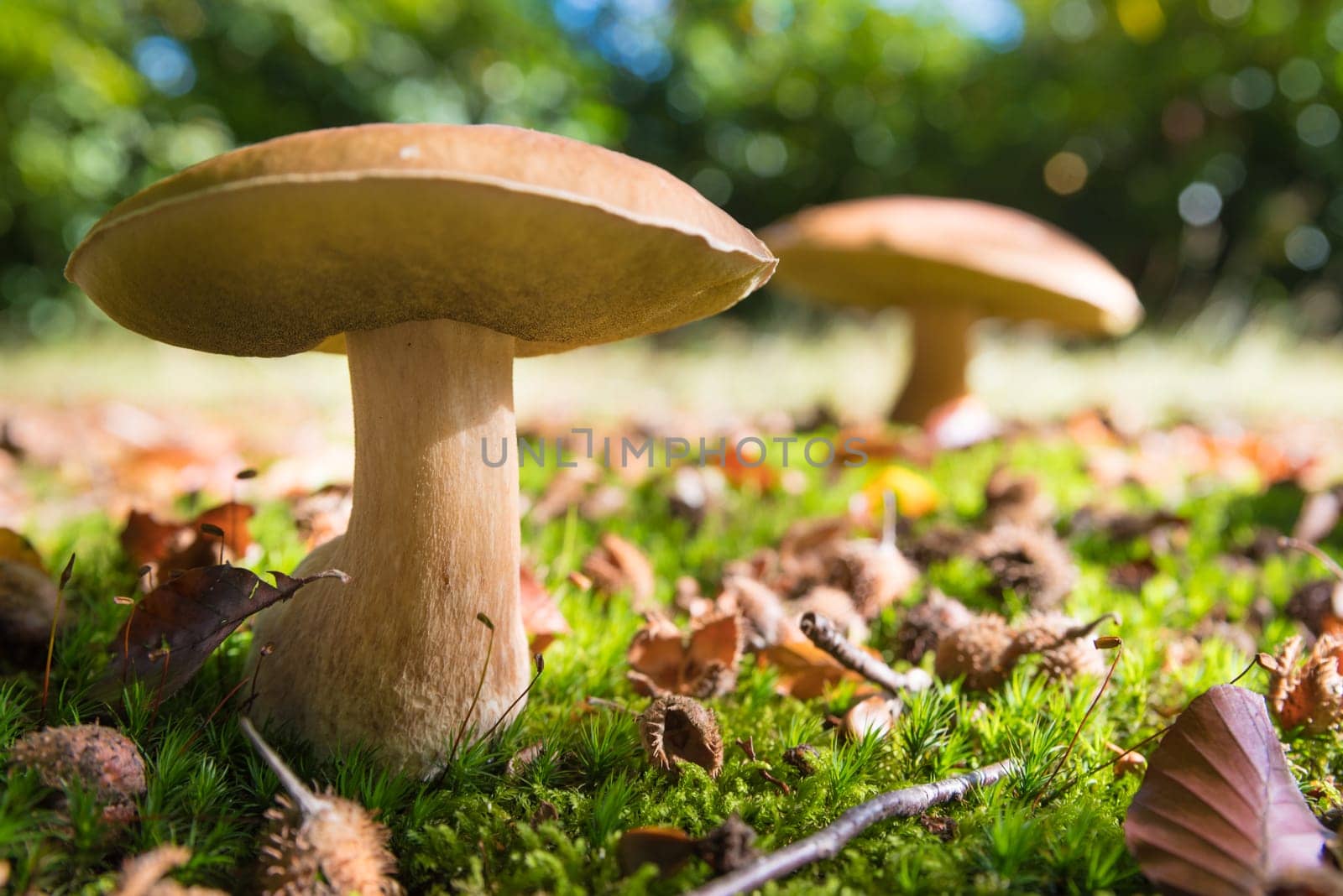 closeup of some boletus edulis in a park