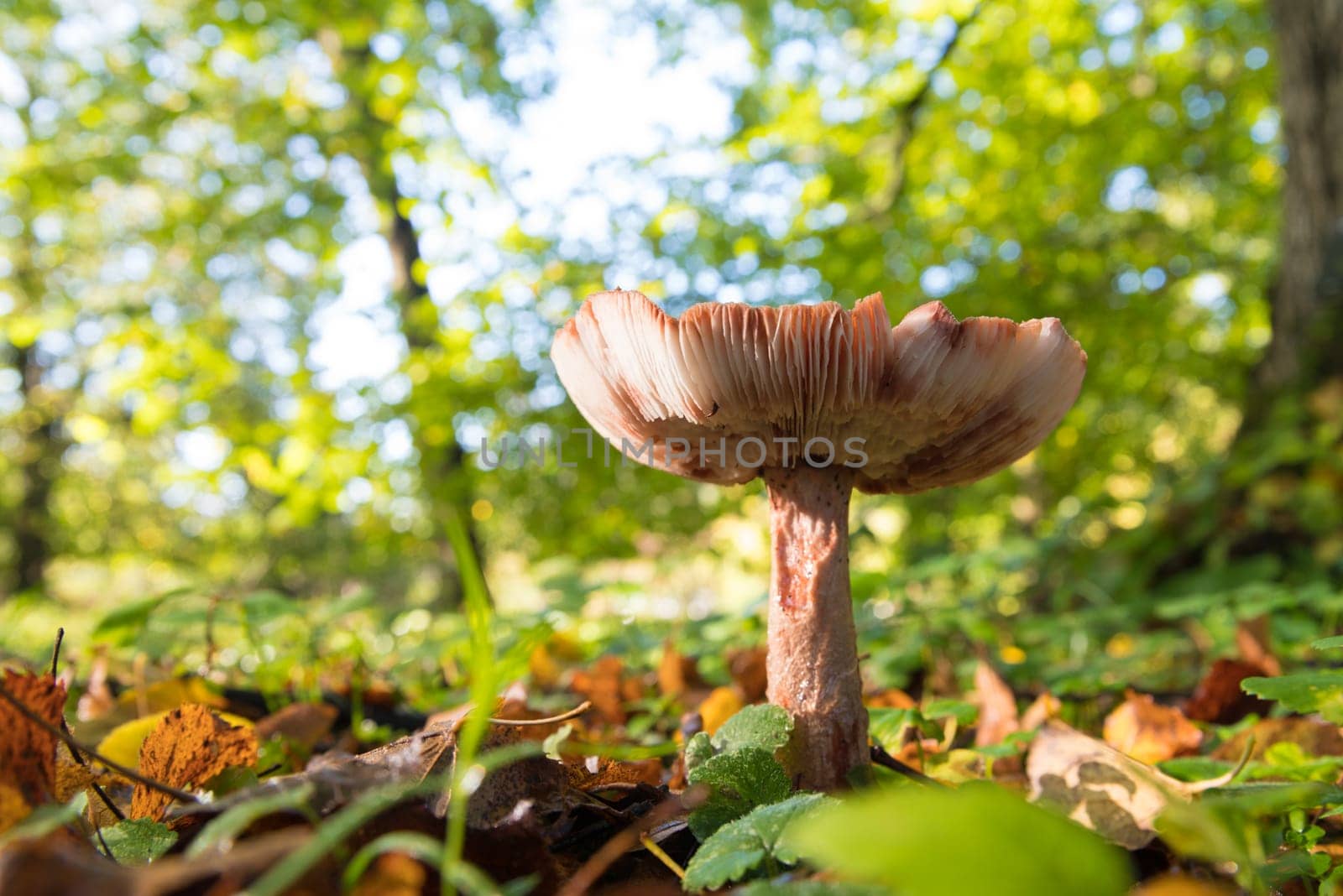 beautiful mushrooms in a sunny autumn park