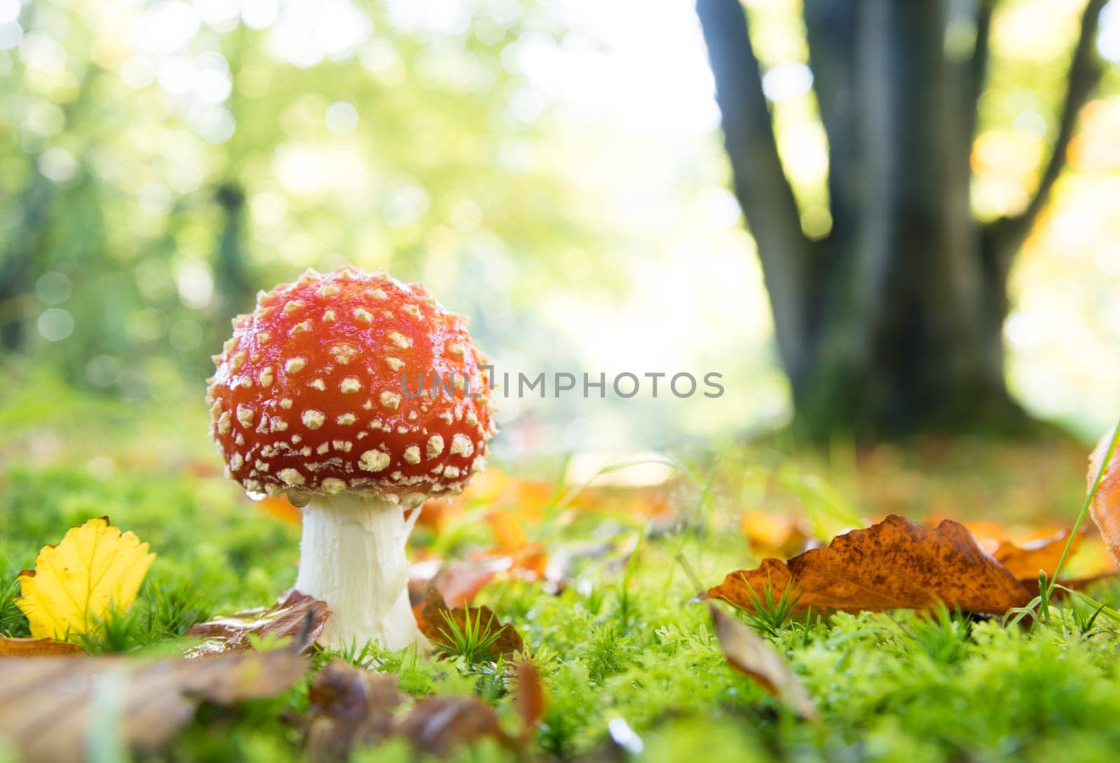 closeup of beautiful Amanita muscaria mushrooms in an autumn forest