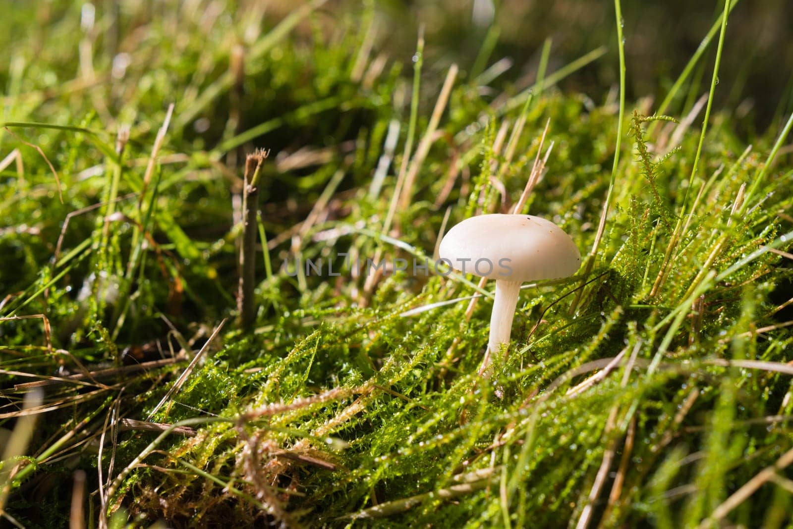 closeup of a small white mushroom hidden in the grass