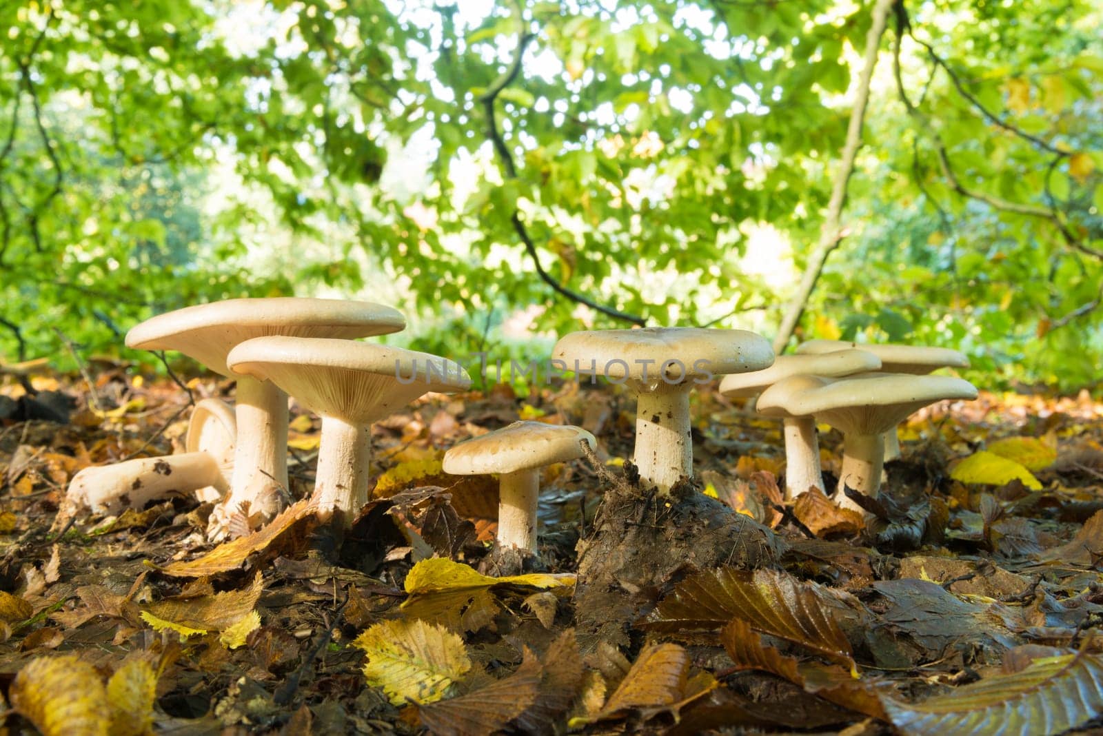 row of beautiful mushrooms, under some trees