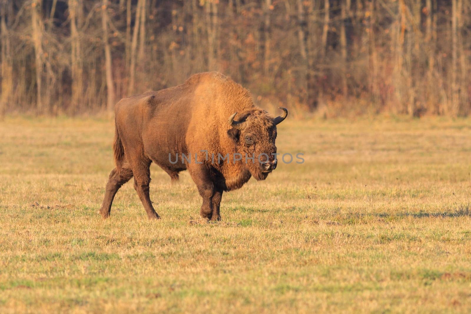 european bison in the forest. Bucsani Romania