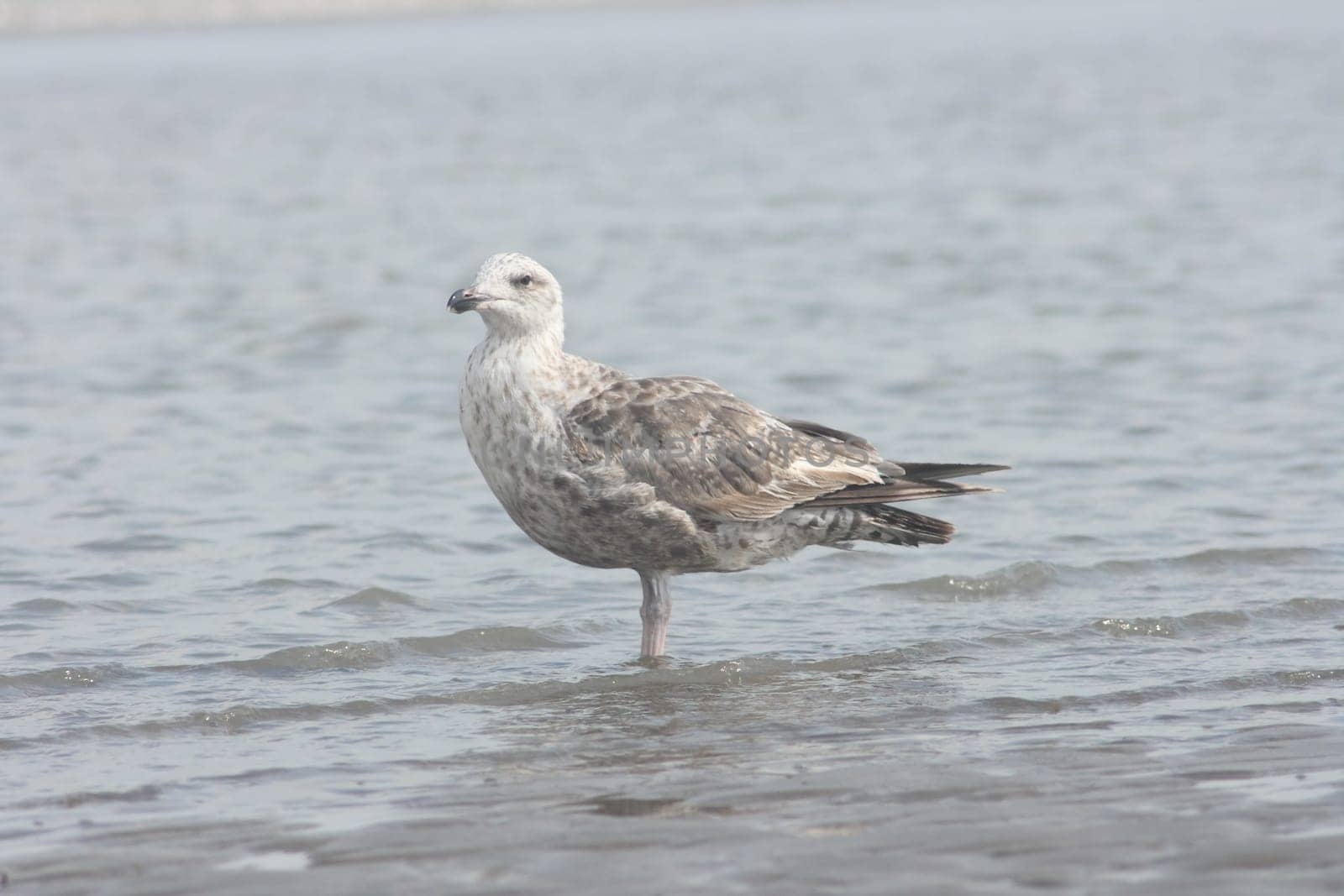 Herring gull (Larus argentatus) in the brown-striped young bird feathers