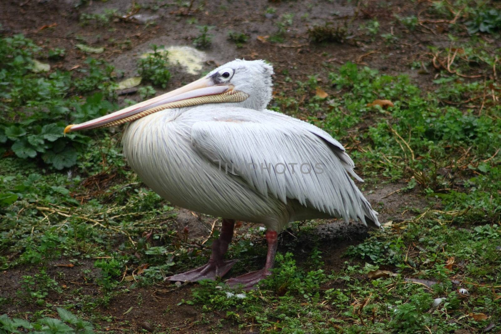 Young white pelican (Pelecanus onocrotalus) in the young bird plumage dress