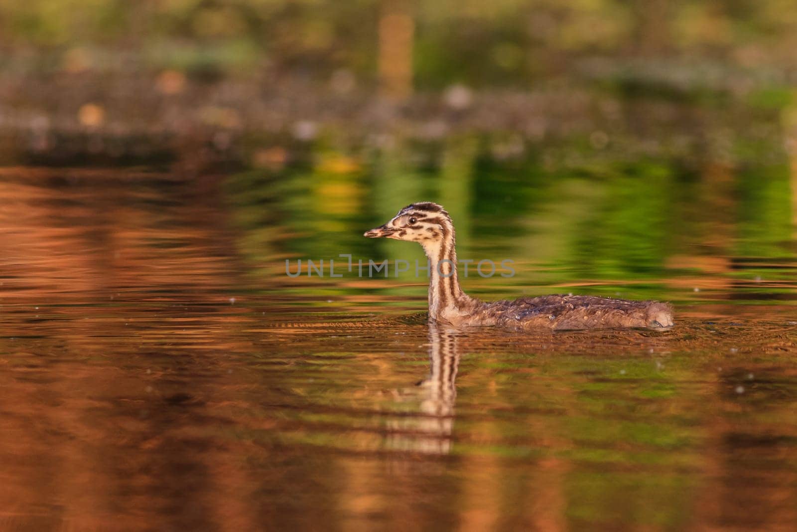 juvenile great crested grebe (podiceps cristatus) in Danube Delta, Romania