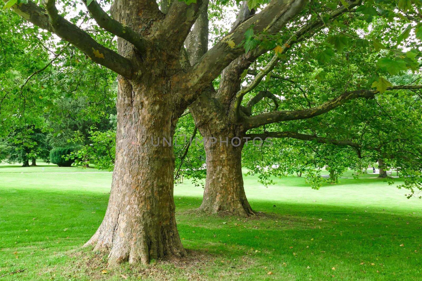 Beautiful park in Bad Nauheim