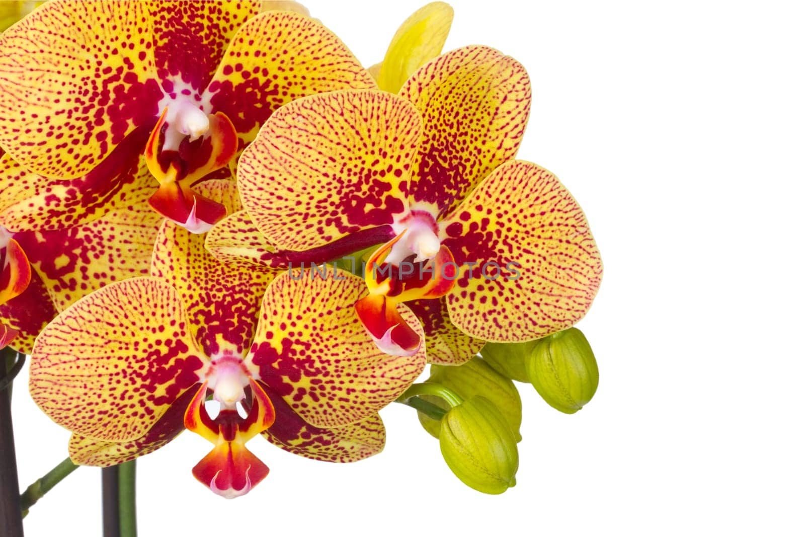Beautiful flower of an orchid on a white background