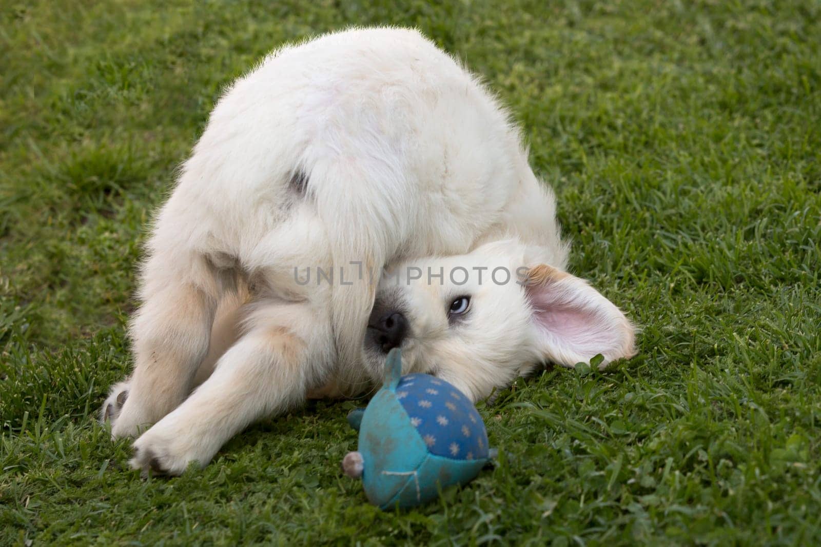 Playing Golden Retriever puppy 6 weeks old