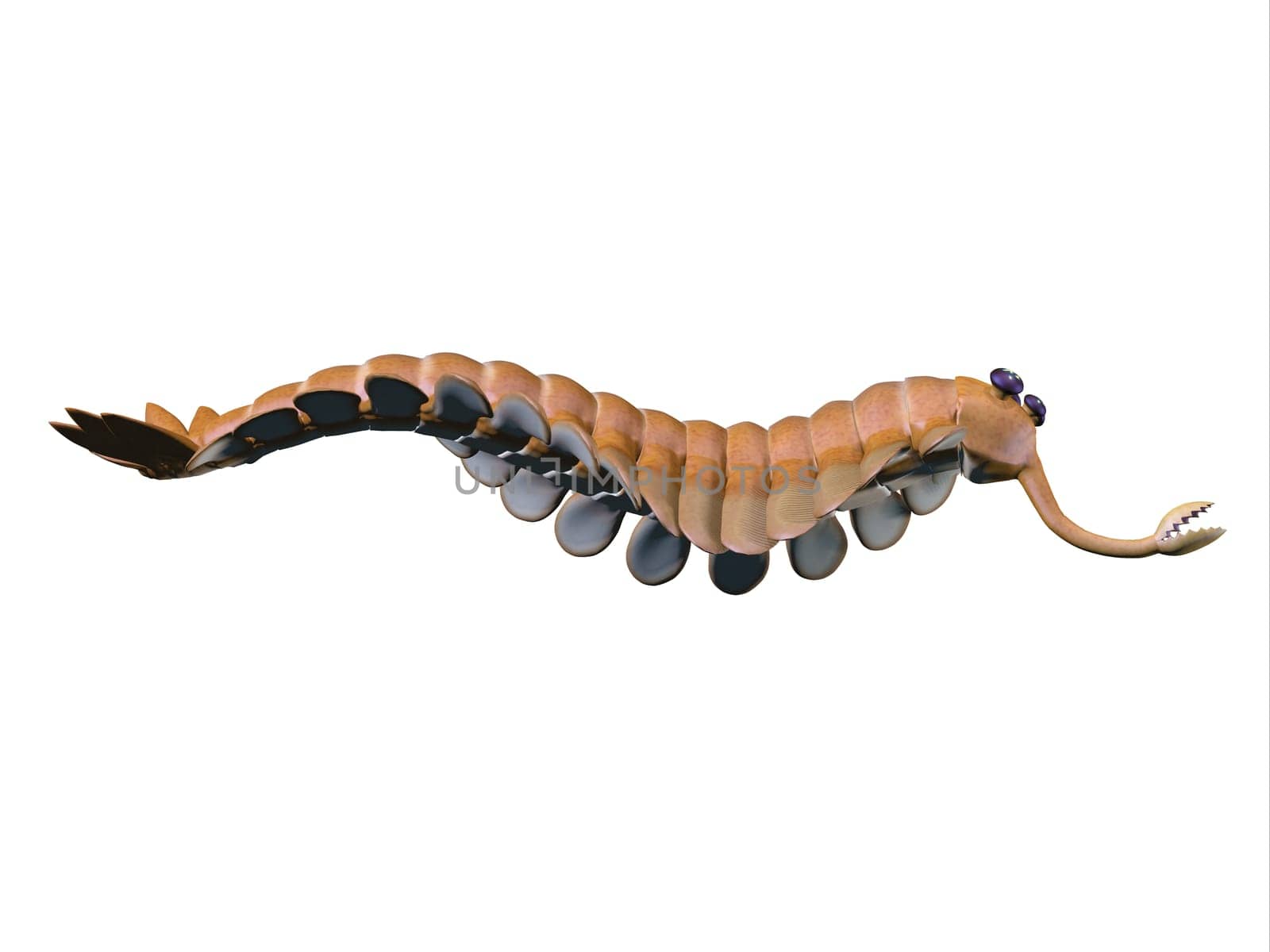 Opabinia is a small predator of Cambrian seas and hunted worms and soft bodied prey with its proboscis.