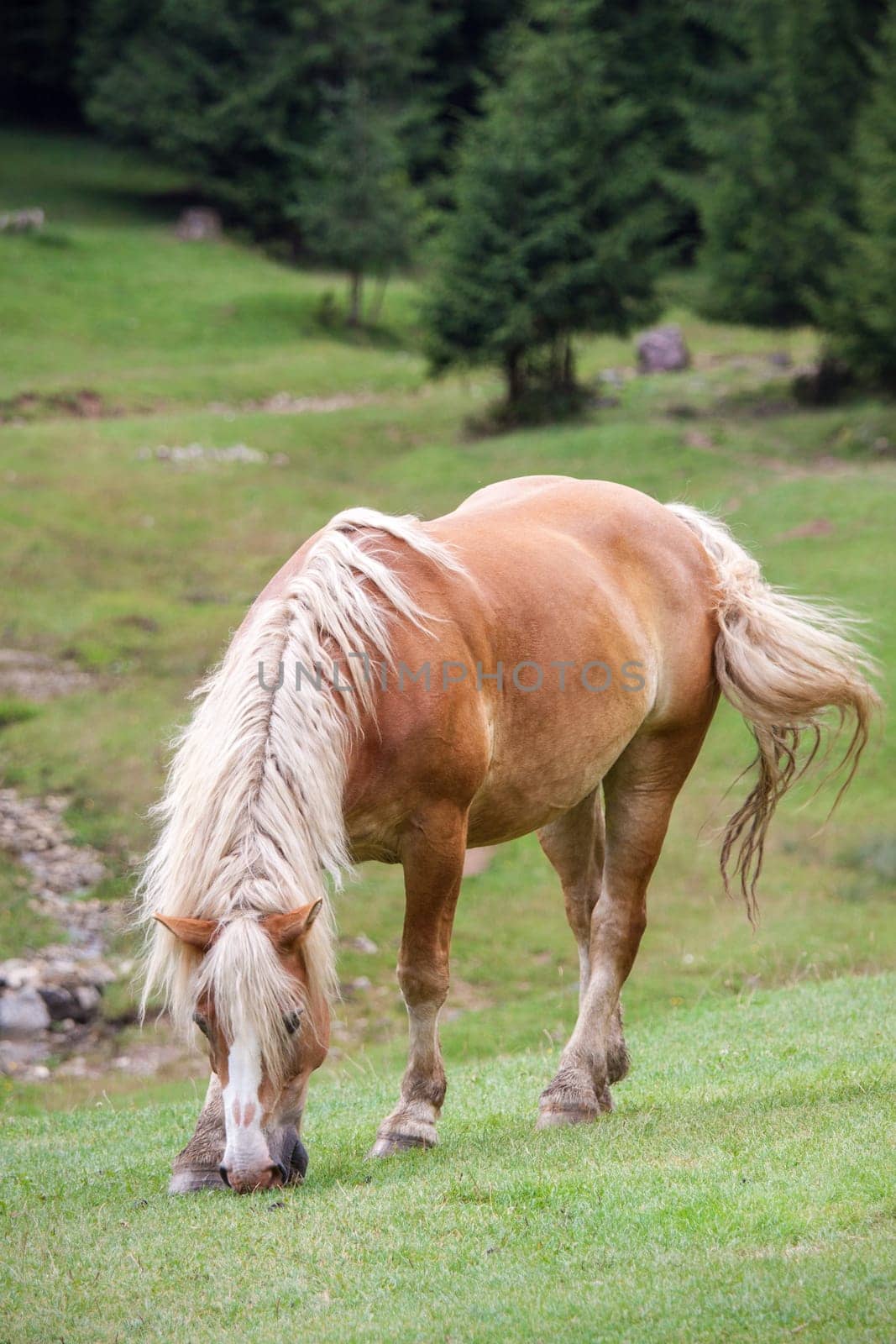 Sorrel horse is grazing in a green mountain meadow