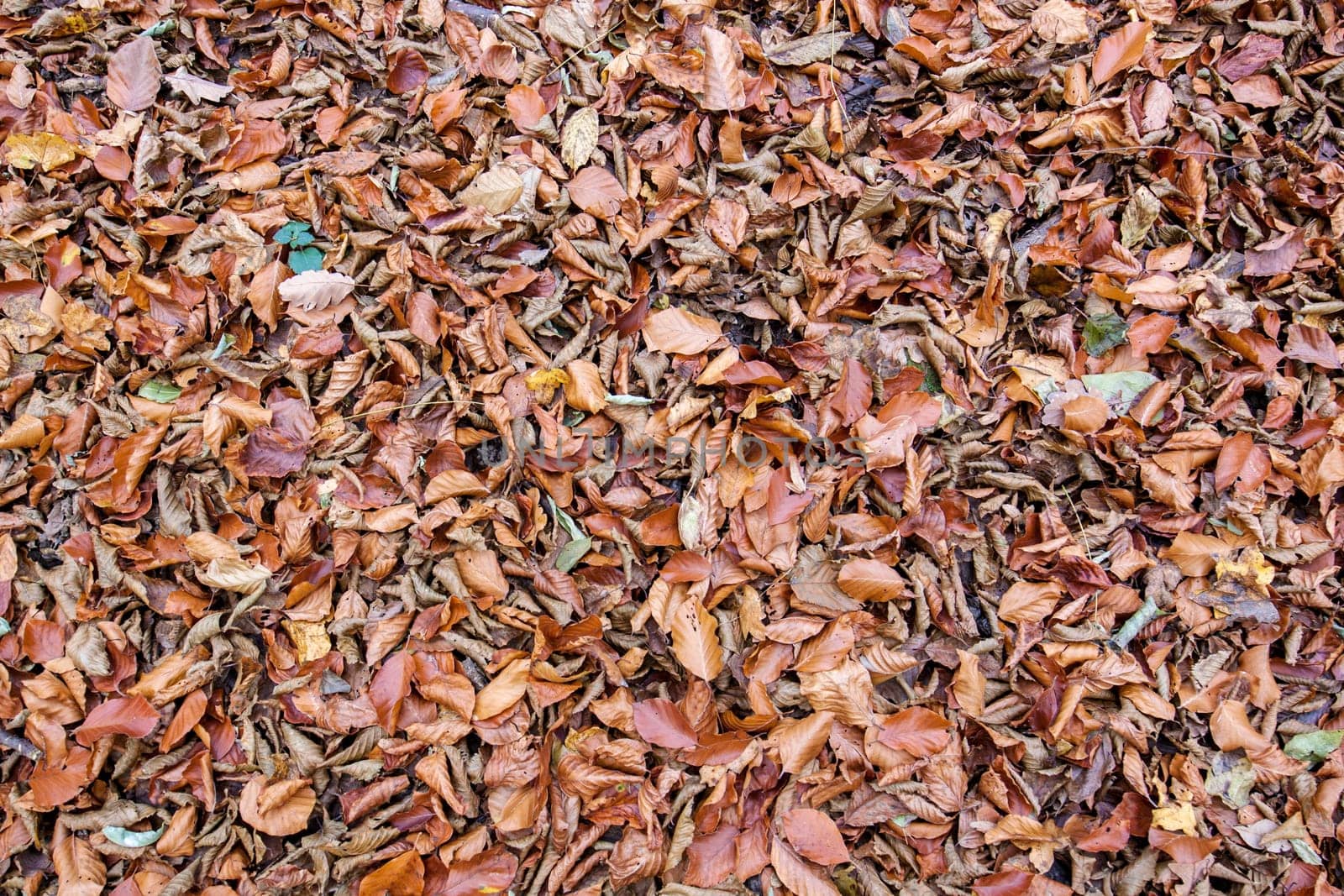 Dried autumn leaves scattered in the forest or park