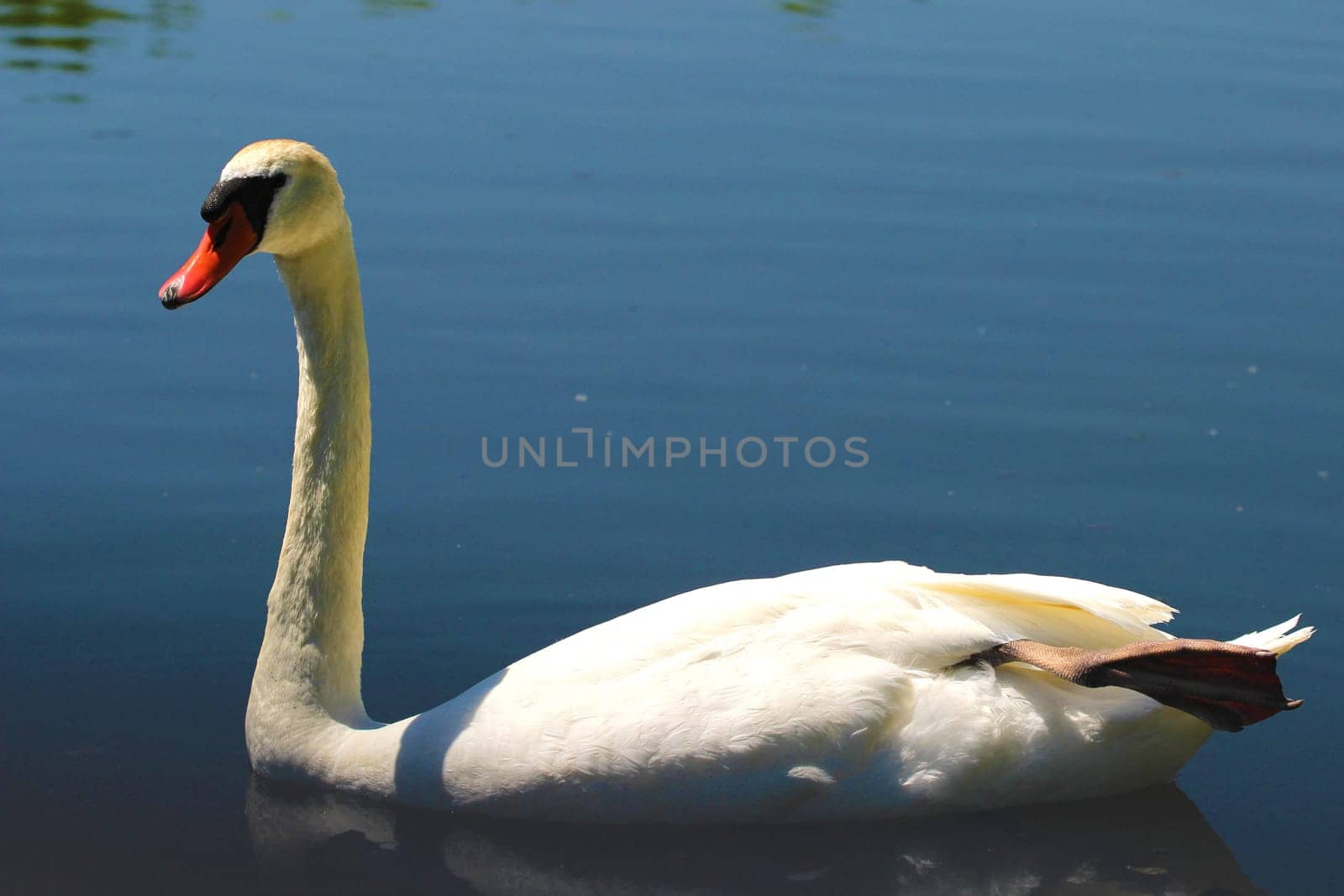 Mute Swans are large water birds who defend their territory with great diligence.