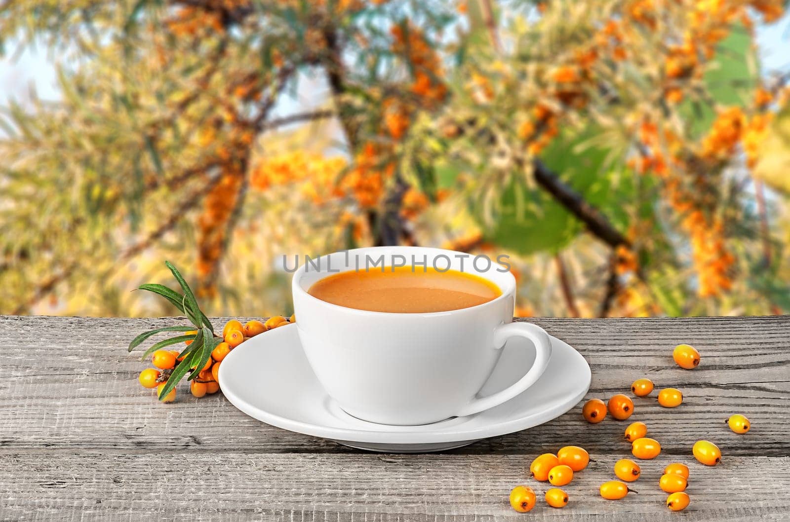 Tea of seabuckthorn berries on wooden table blurred garden background