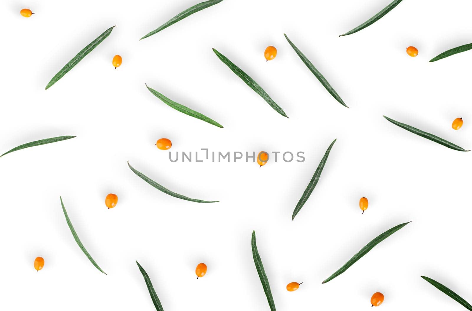 Berries of sea-buckthorn with leaves isolated on white background. Top view.