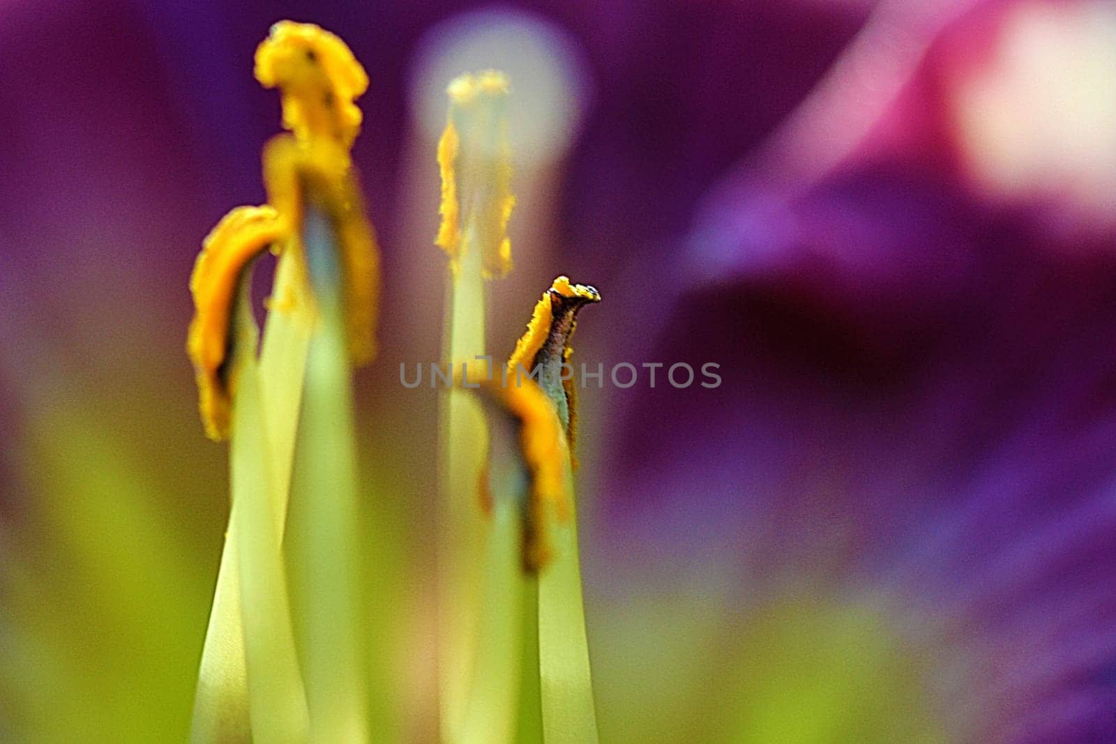 The Lily is a perennial flower and have several colorful stamens in the heart of the flowering blossom.