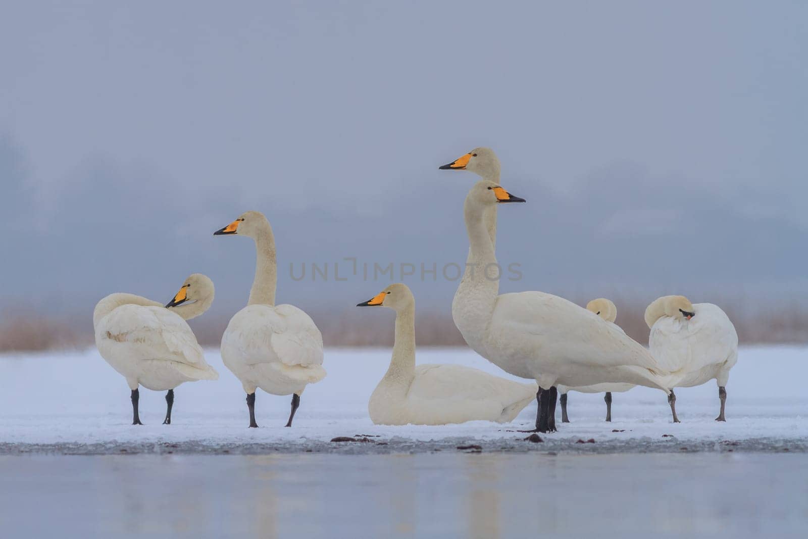 Whooper Swan (Cygnus cygnus) in winter. Location: Comana Natural Park, Romania.