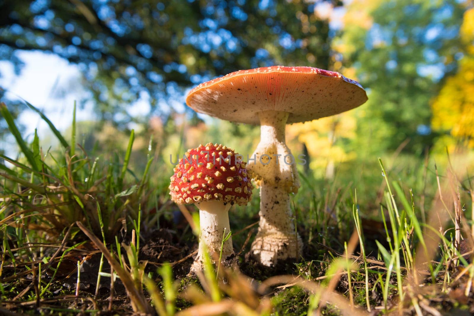 closeup of beautiful Amanita muscaria mushrooms in an autumn forest