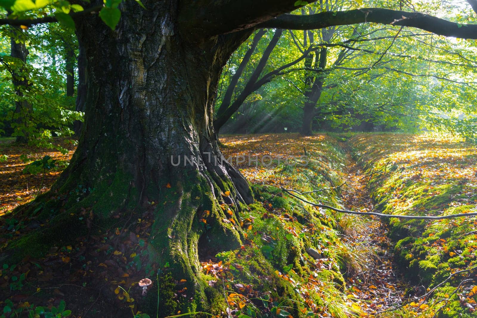 beech tree trunk in an zutumn forest