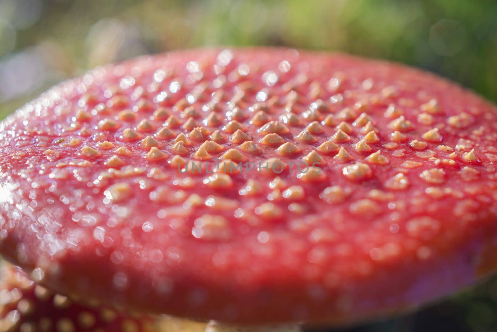 closeup of beautiful Amanita muscaria mushrooms in an autumn forest