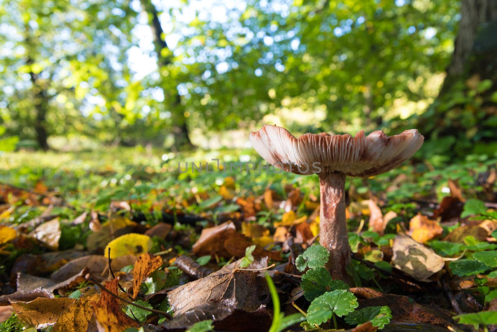 beautiful mushrooms in a sunny autumn park