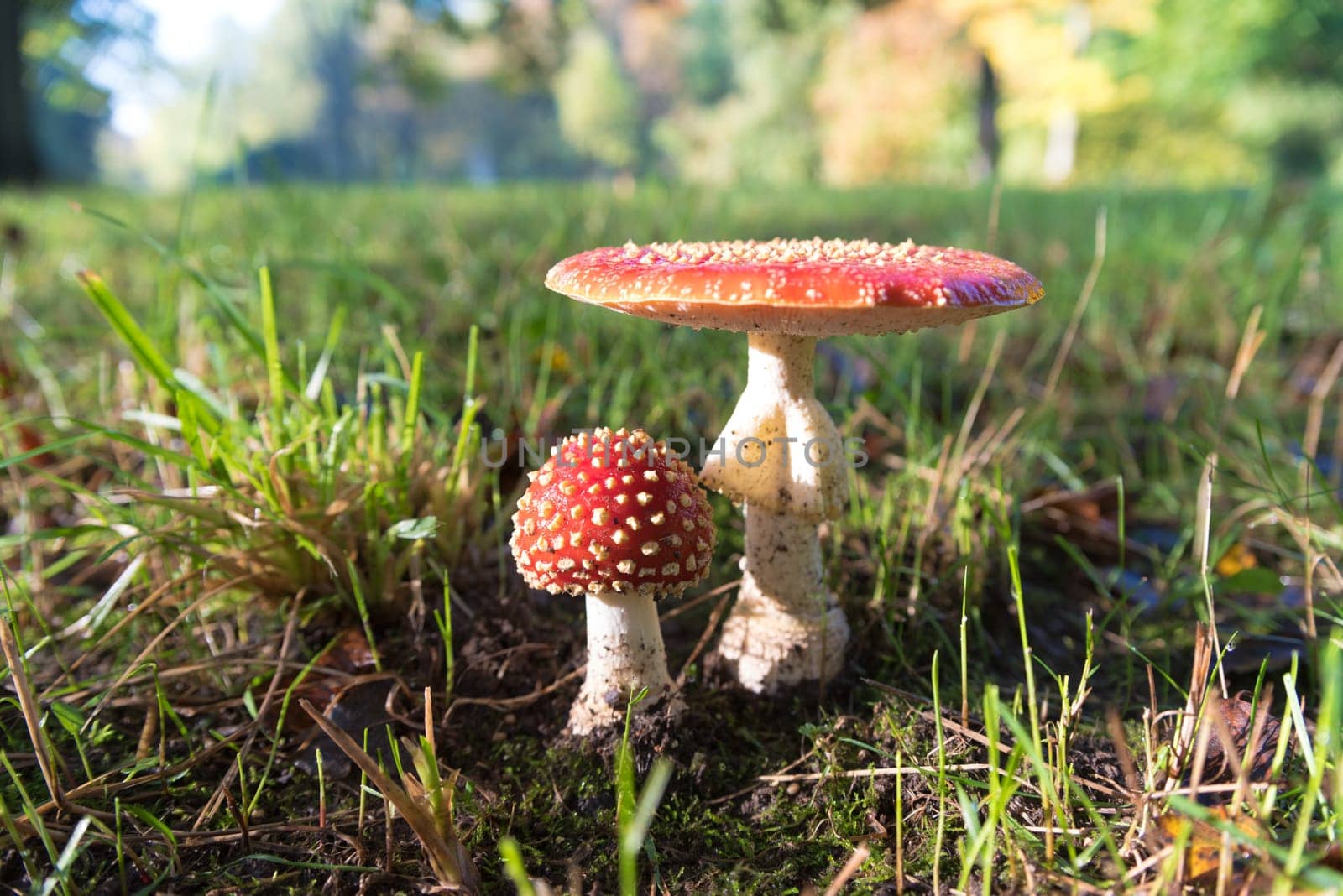 closeup of beautiful Amanita muscaria mushrooms in an autumn forest