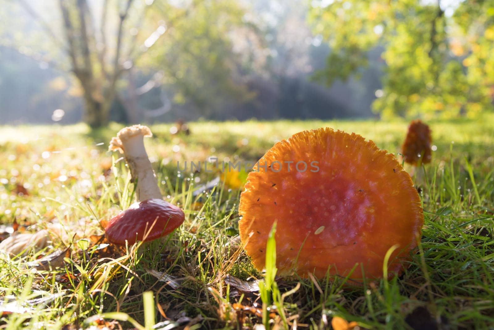 closeup of some trapped toadstools in a park