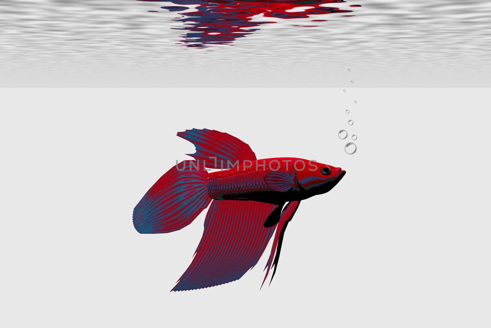 This male colorful fish blows a bubble nest for its young after he mates with a female.