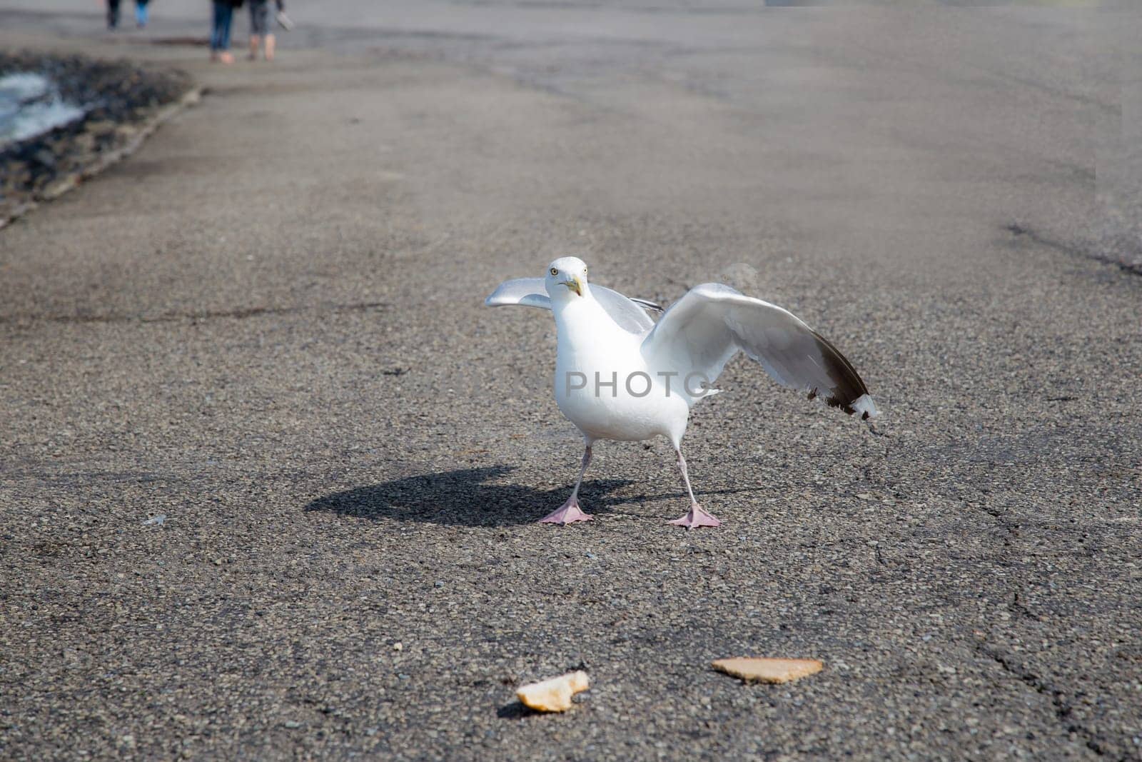 Gull