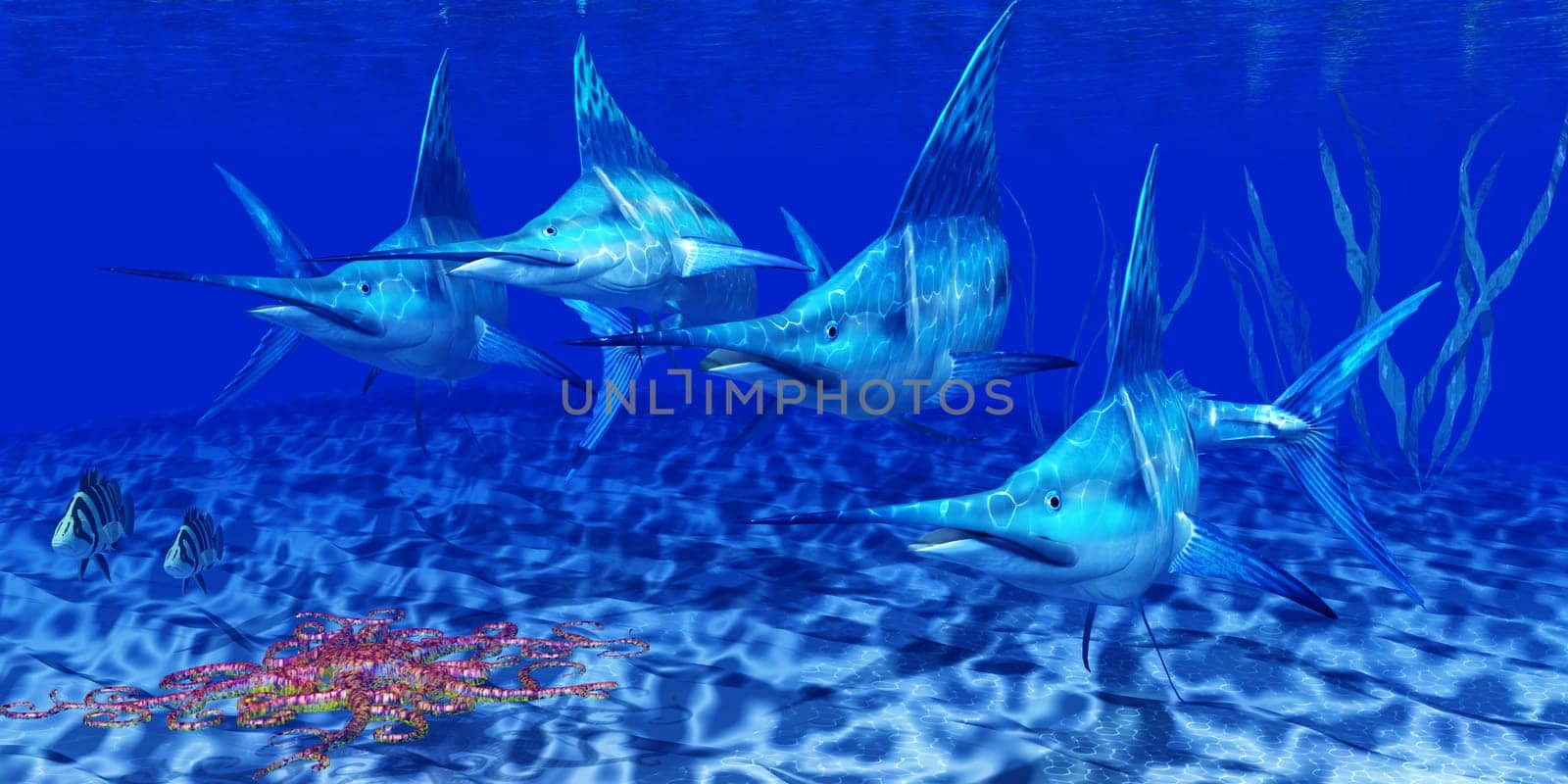 The Blue Marlin is a predator and a favorite game fish of deep sea anglers.